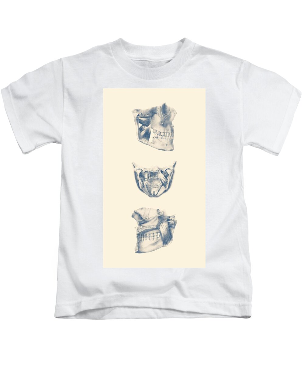 Face Arteries Kids T-Shirt featuring the drawing Human Jaw - Multi View - Vintage Anatomy Poster by Vintage Anatomy Prints