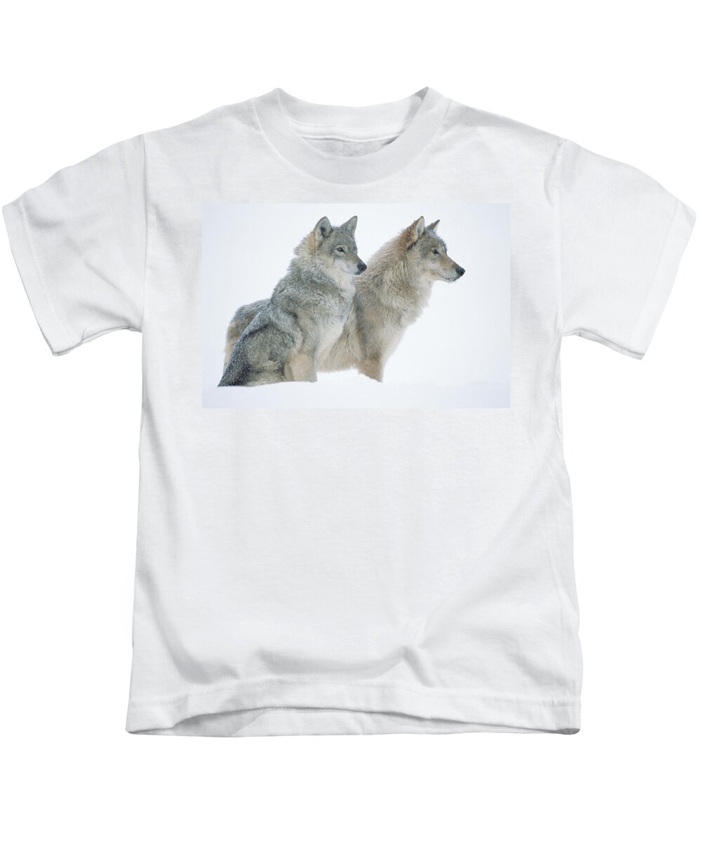 00174273 Kids T-Shirt featuring the photograph Timber Wolf Portrait Of Pair Sitting by Tim Fitzharris
