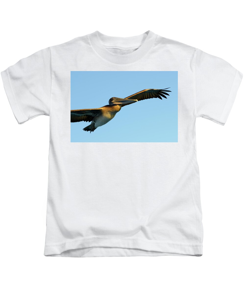 Republic Of Ecuador Kids T-Shirt featuring the photograph Brown Pelican, Pelecanus occidentalis, Elizabeth Bay, Isabela Island, Galapagos Islands, Ecuador #1 by Kevin Oke