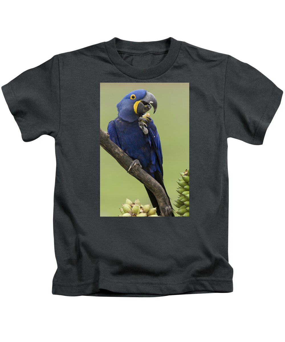 Suzi Eszterhas Kids T-Shirt featuring the photograph Hyacinth Macaw Eating Palm Nut by Suzi Eszterhas
