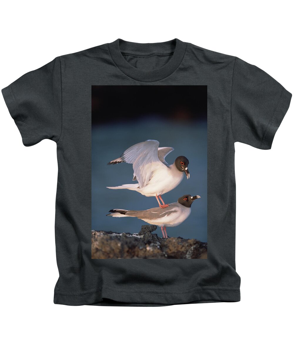 Feb0514 Kids T-Shirt featuring the photograph Swallow-tailed Gulls Mating At Dusk #1 by Tui De Roy
