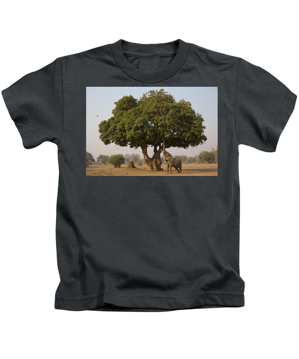 Nis Kids T-Shirt featuring the photograph African Elephant Bull Browsing by Jez Bennett