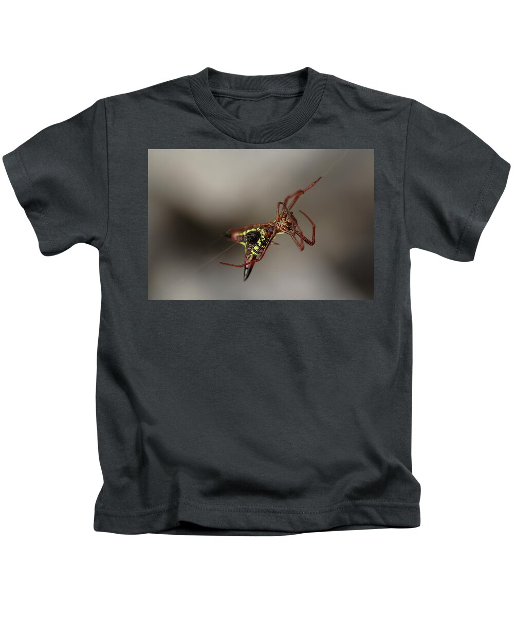 Arrow-shaped Micrathena Spider Starting A Web Kids T-Shirt featuring the photograph Arrow-Shaped Micrathena Spider Starting A Web by Daniel Reed