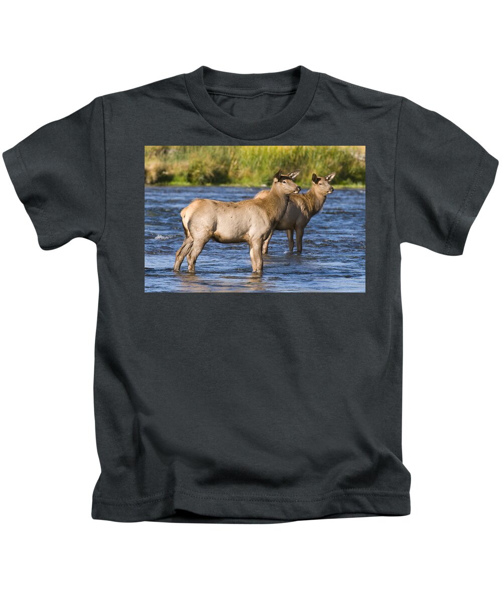 535870 Kids T-Shirt featuring the photograph Elk Cows In River Yellowstone Wyoming by Steve Gettle