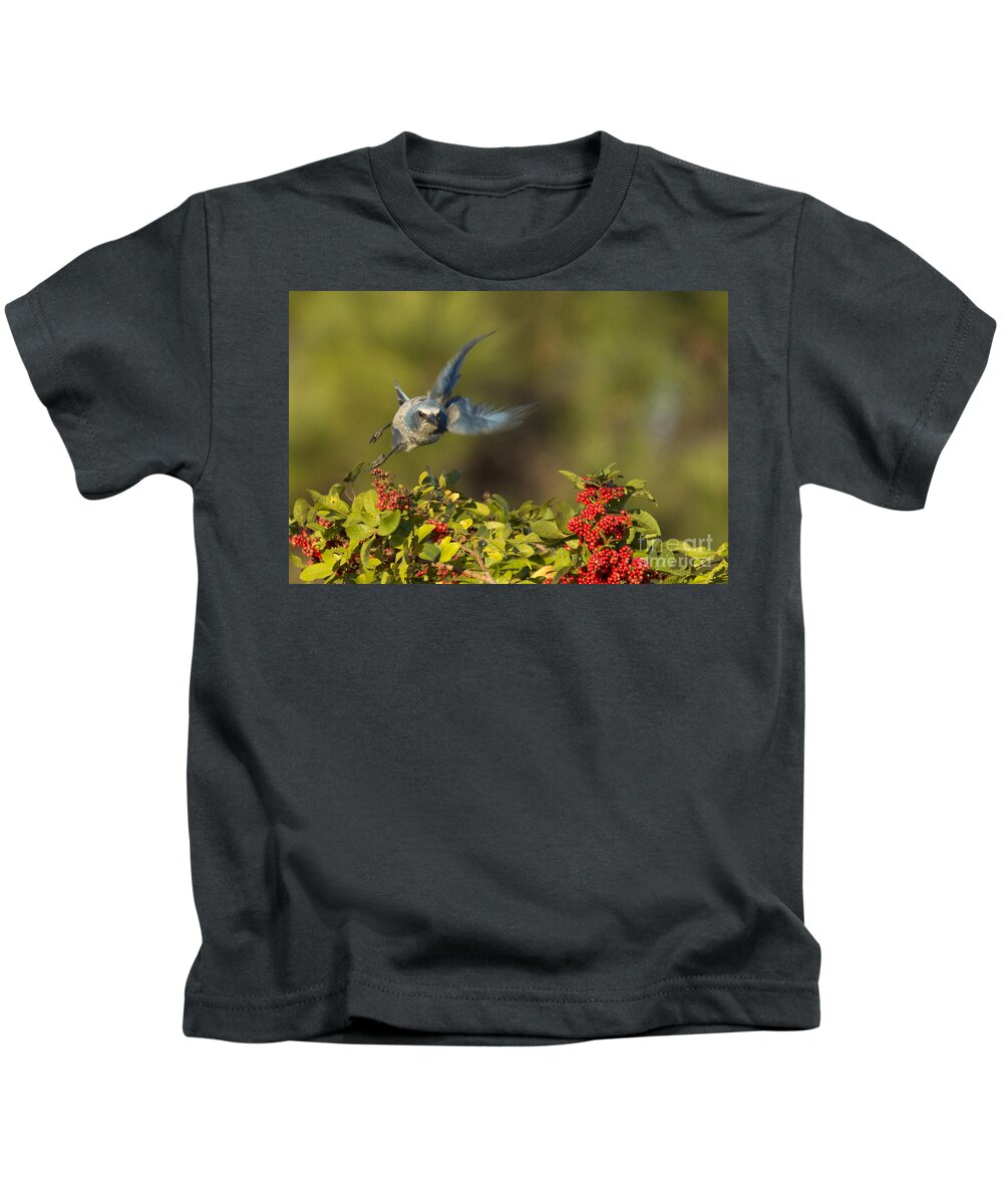 Florida Scrub Jay Kids T-Shirt featuring the photograph Flying Florida Scrub Jay Photo by Meg Rousher