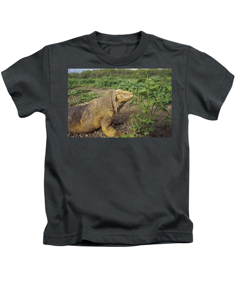 Feb0514 Kids T-Shirt featuring the photograph Galapagos Land Iguana Male by Tui De Roy