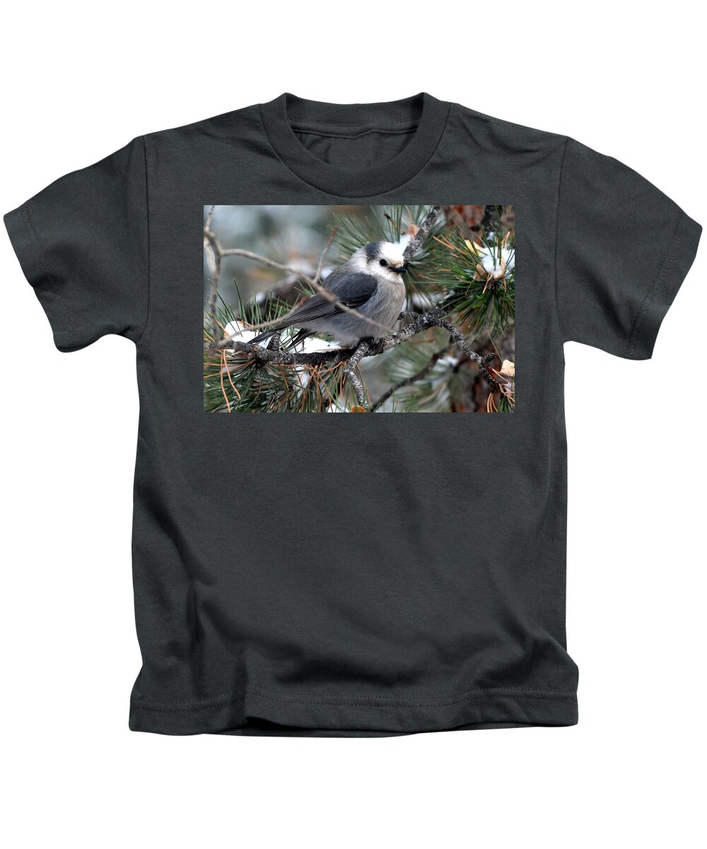 Colorado Kids T-Shirt featuring the photograph Gray Jay on a Snowy Pine by Marilyn Burton