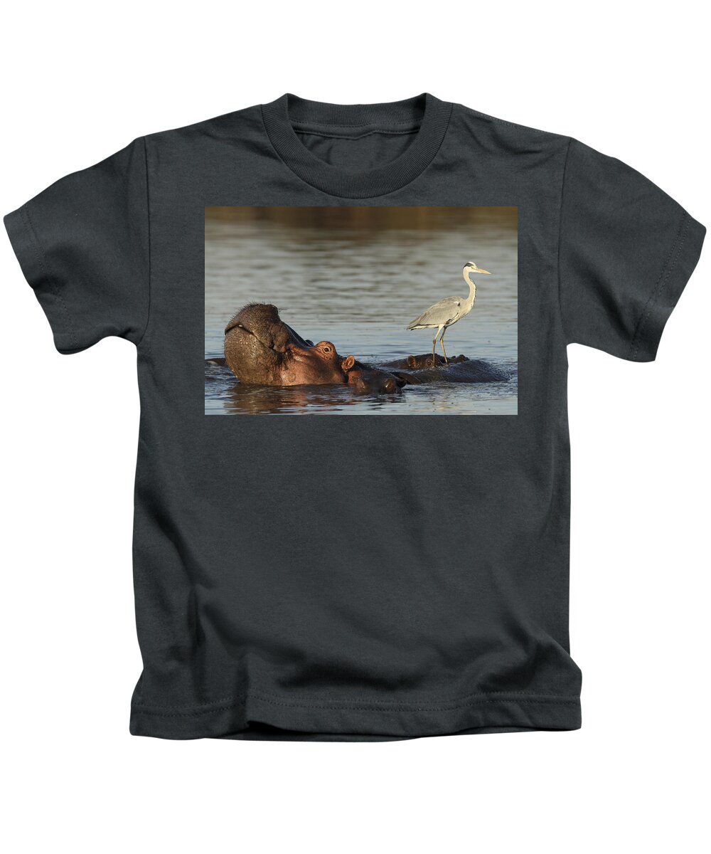 Perry De Graaf Kids T-Shirt featuring the photograph Grey Heron On Hippopotamus Kruger Np by Perry de Graaf