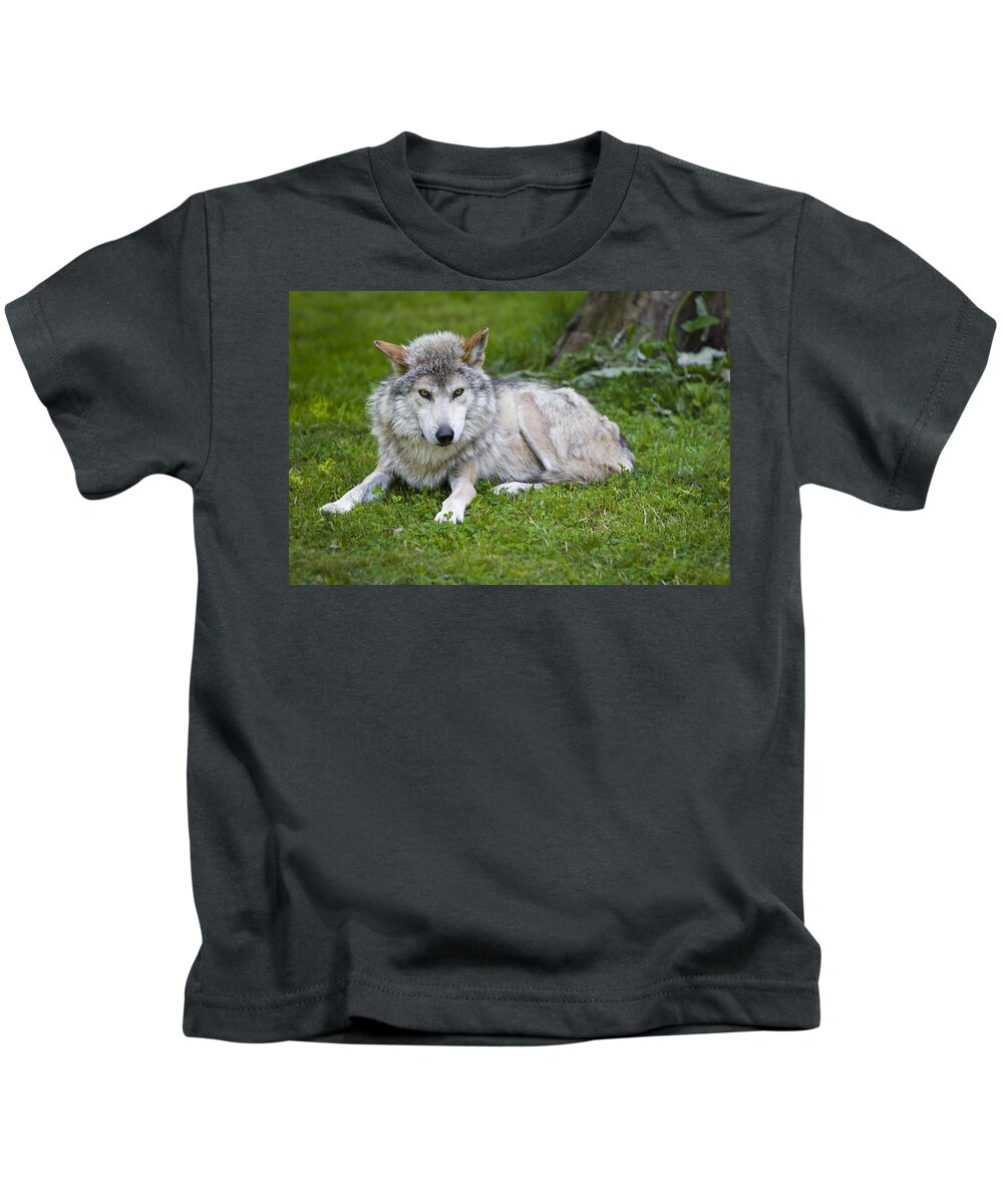 Canis Lupus Baileyi Kids T-Shirt featuring the photograph Mexican Gray Wolf by Sebastian Musial