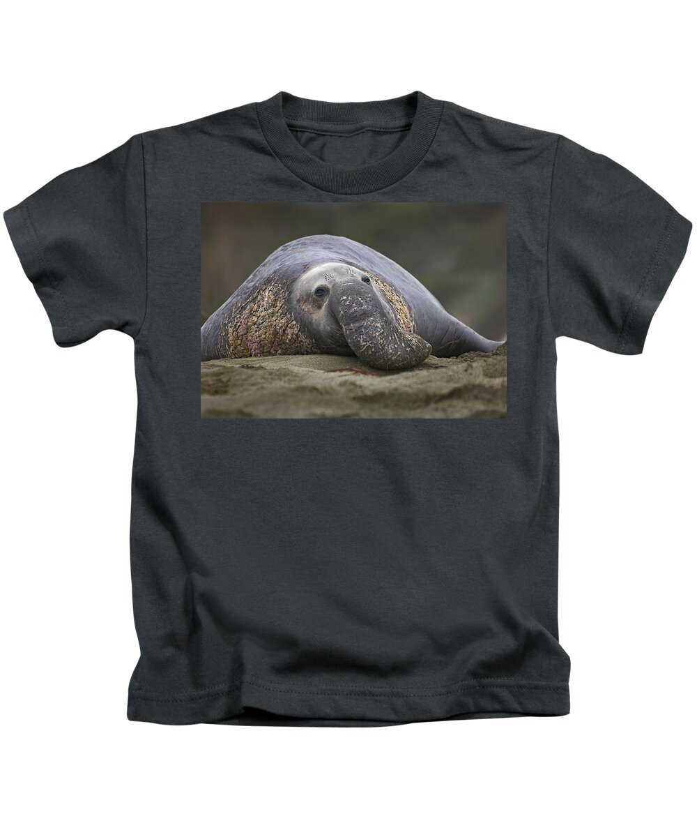 Feb0514 Kids T-Shirt featuring the photograph Northern Elephant Seal Bull California by Tim Fitzharris