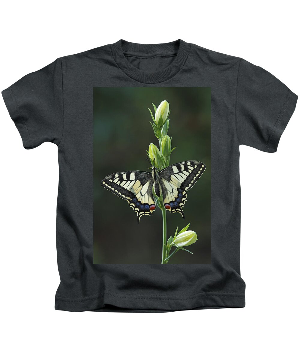 Silvia Reiche Kids T-Shirt featuring the photograph Oldworld Swallowtail Butterfly by Silvia Reiche