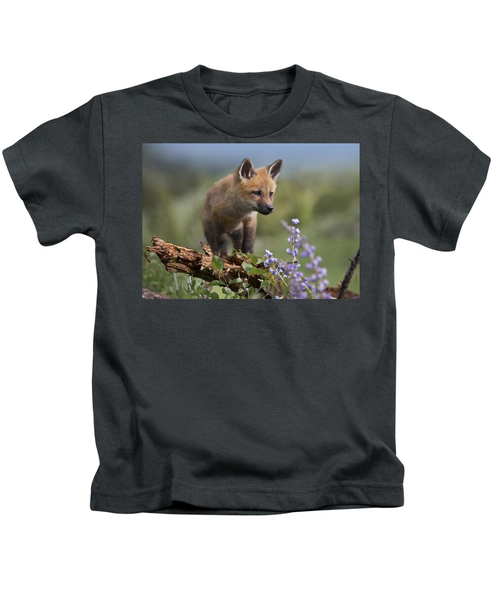 Feb0514 Kids T-Shirt featuring the photograph Red Fox Kit Climbing by Tim Fitzharris