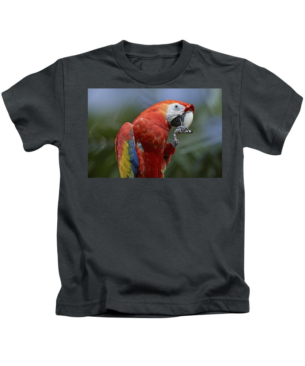 Feb0514 Kids T-Shirt featuring the photograph Scarlet Macaw Eating Costa Rica by Tim Fitzharris