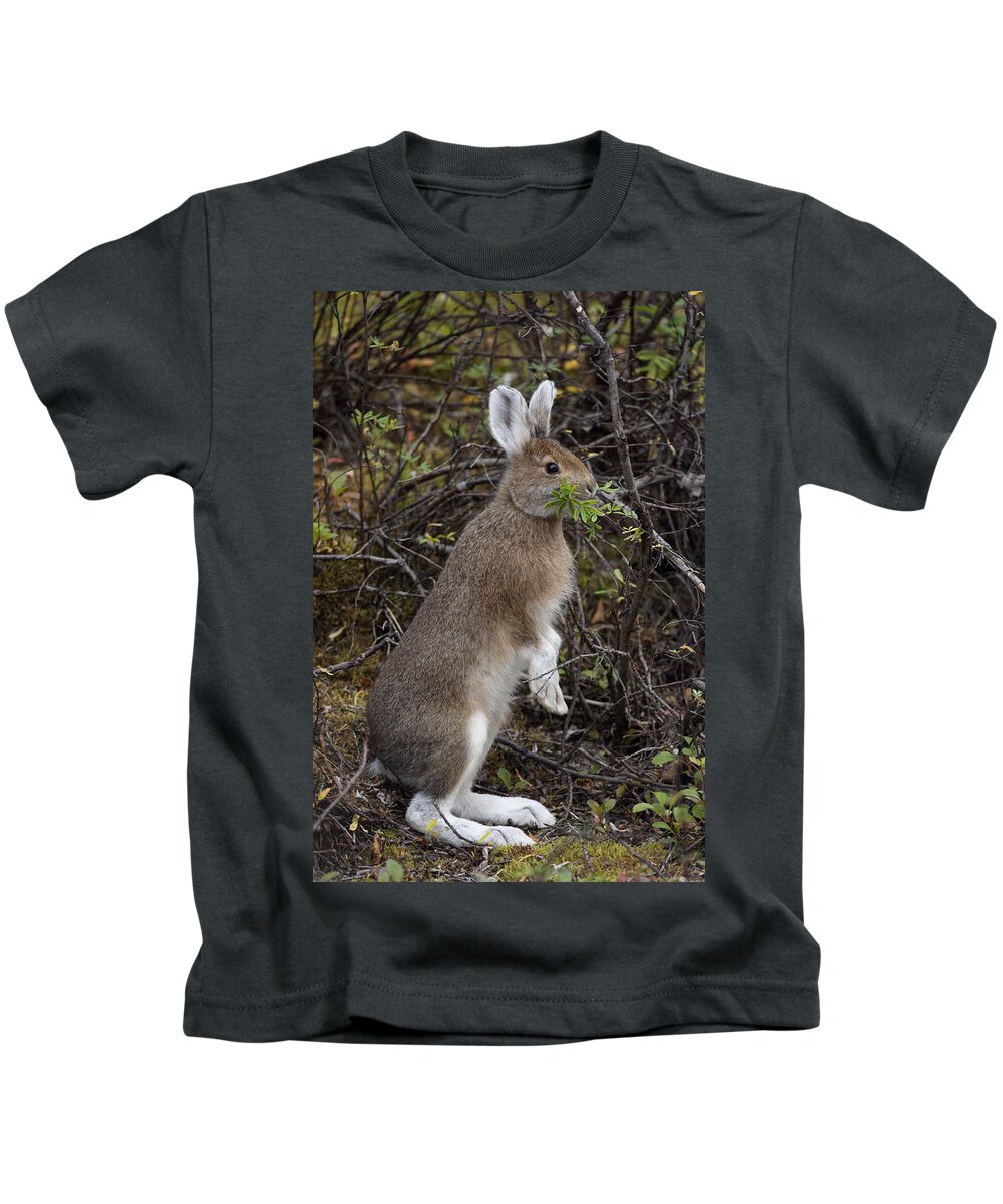 530773 Kids T-Shirt featuring the photograph Snowshoe Hare Browsing Alaska by Michael Quinton