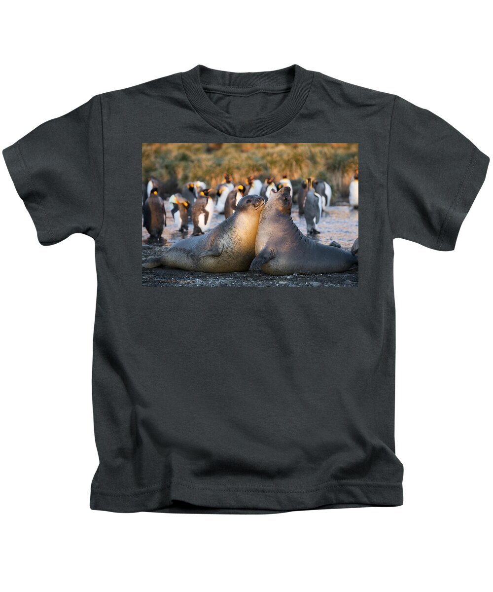 Feb0514 Kids T-Shirt featuring the photograph Southern Elephant Seals Fighting South by Flip Nicklin