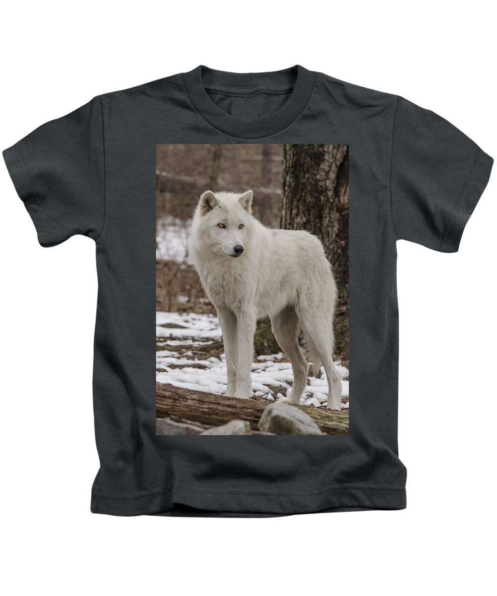 Artic Wolf Kids T-Shirt featuring the photograph Standing Wolf by GeeLeesa Productions