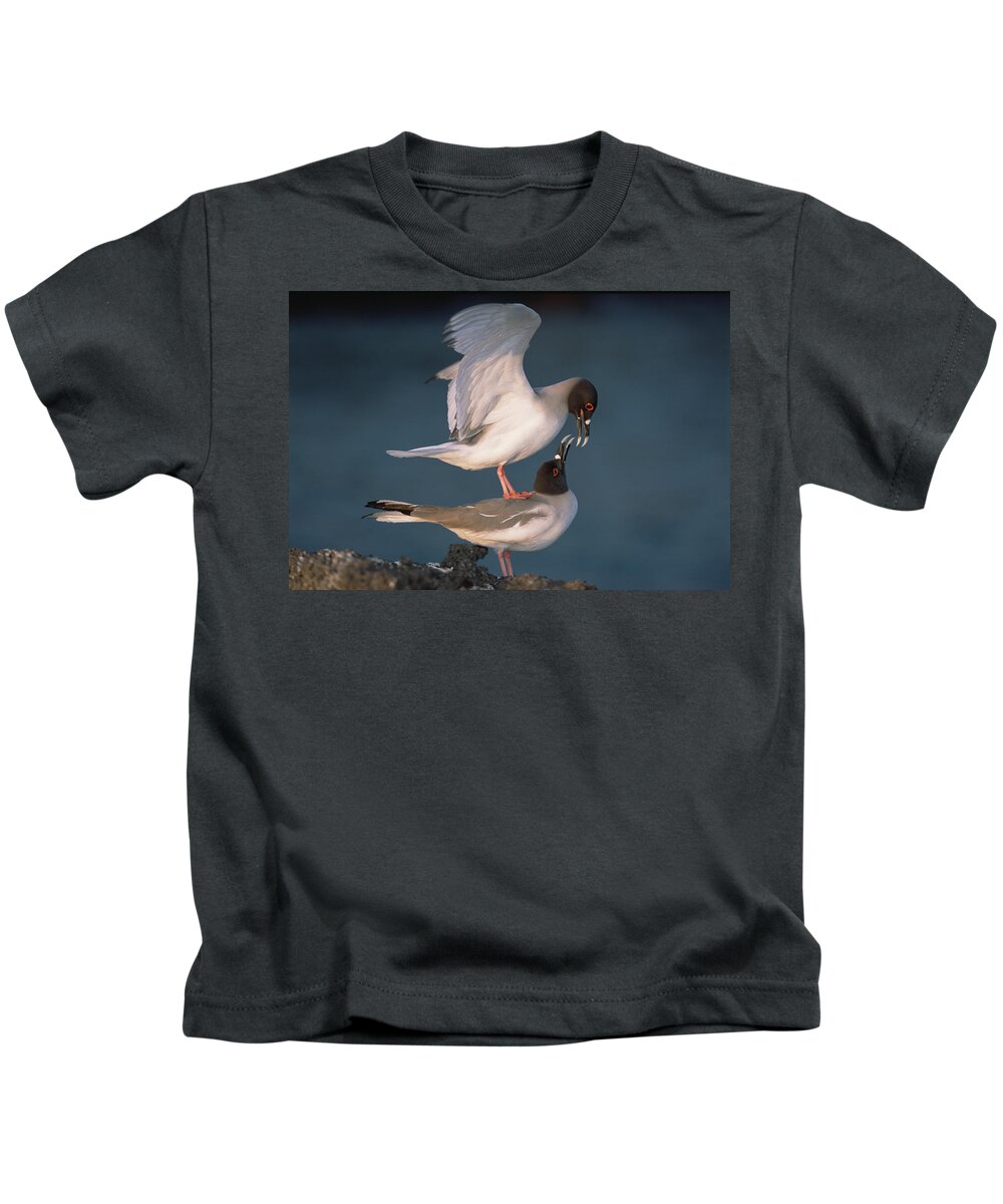 Feb0514 Kids T-Shirt featuring the photograph Swallow-tailed Gulls Mating At Dusk by Tui De Roy