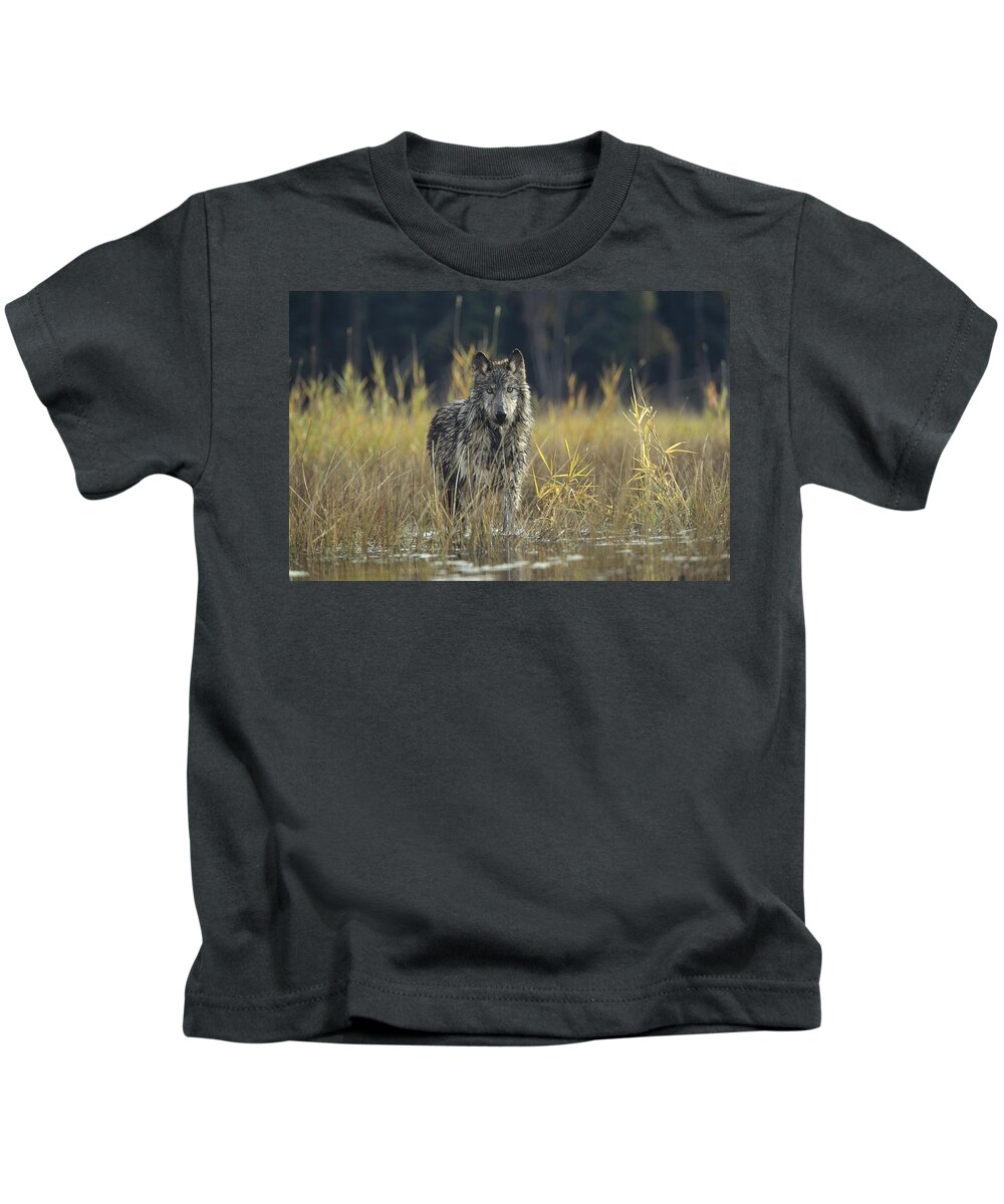 Feb0514 Kids T-Shirt featuring the photograph Timber Wolf Pauses Montana by Tim Fitzharris