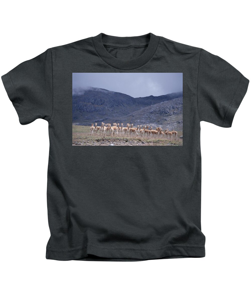 Feb0514 Kids T-Shirt featuring the photograph Vicuna Bachelors Peruvian Andes Peru by Tui De Roy