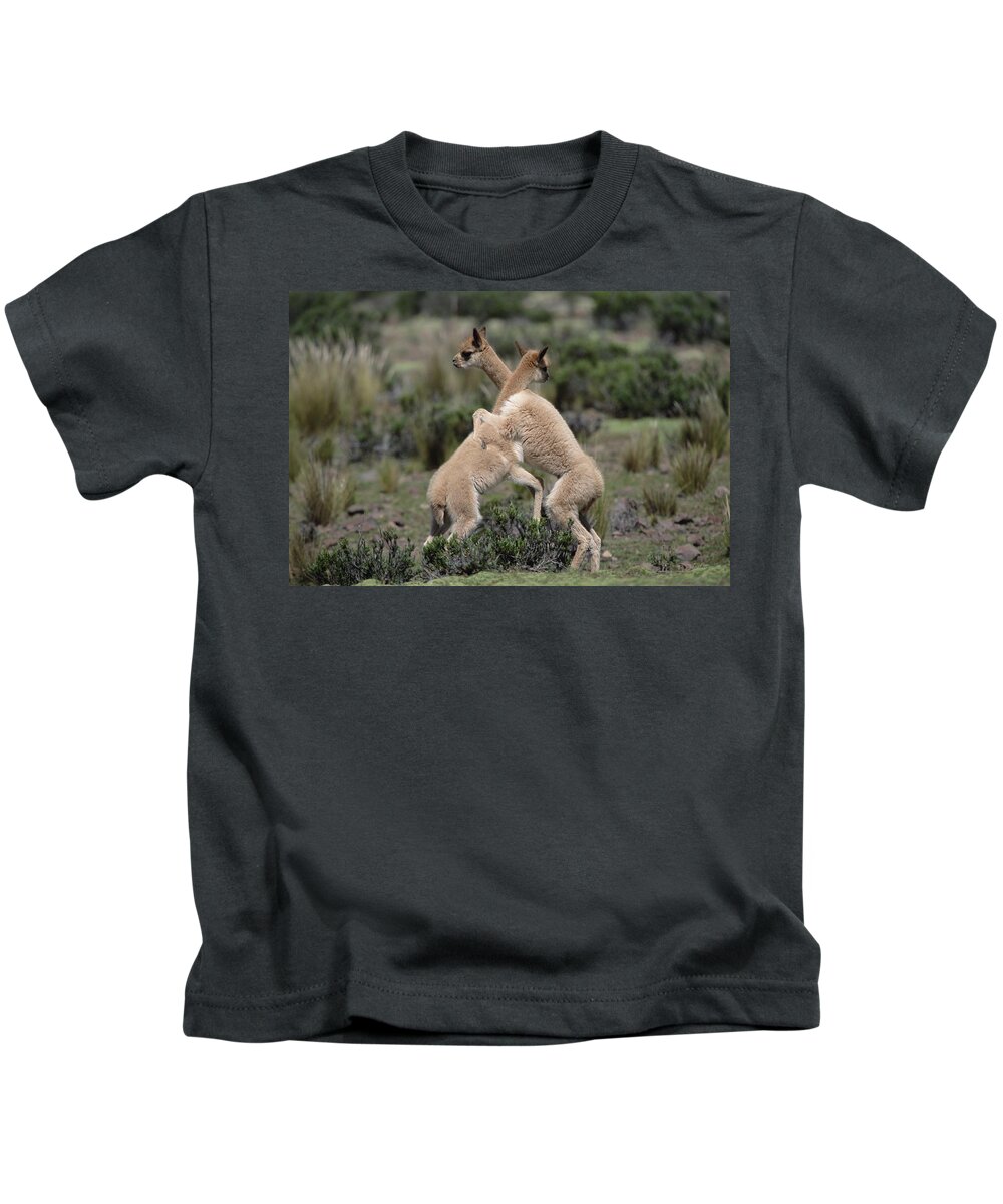 Feb0514 Kids T-Shirt featuring the photograph Vicuna Young Play-fighting Peruvian by Tui De Roy
