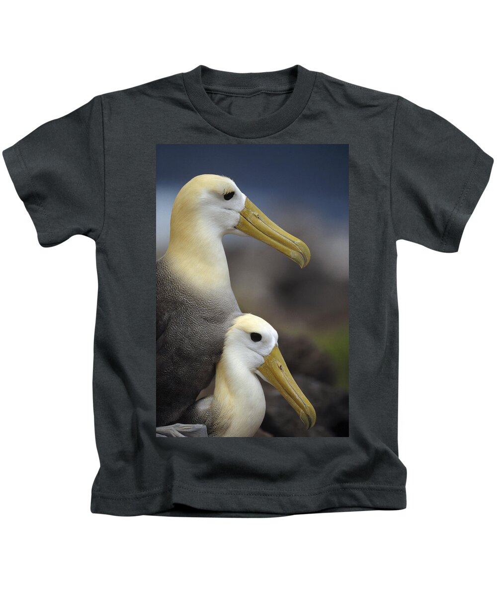 Feb0514 Kids T-Shirt featuring the photograph Waved Albatrosses Mating Galapagos by Tui De Roy