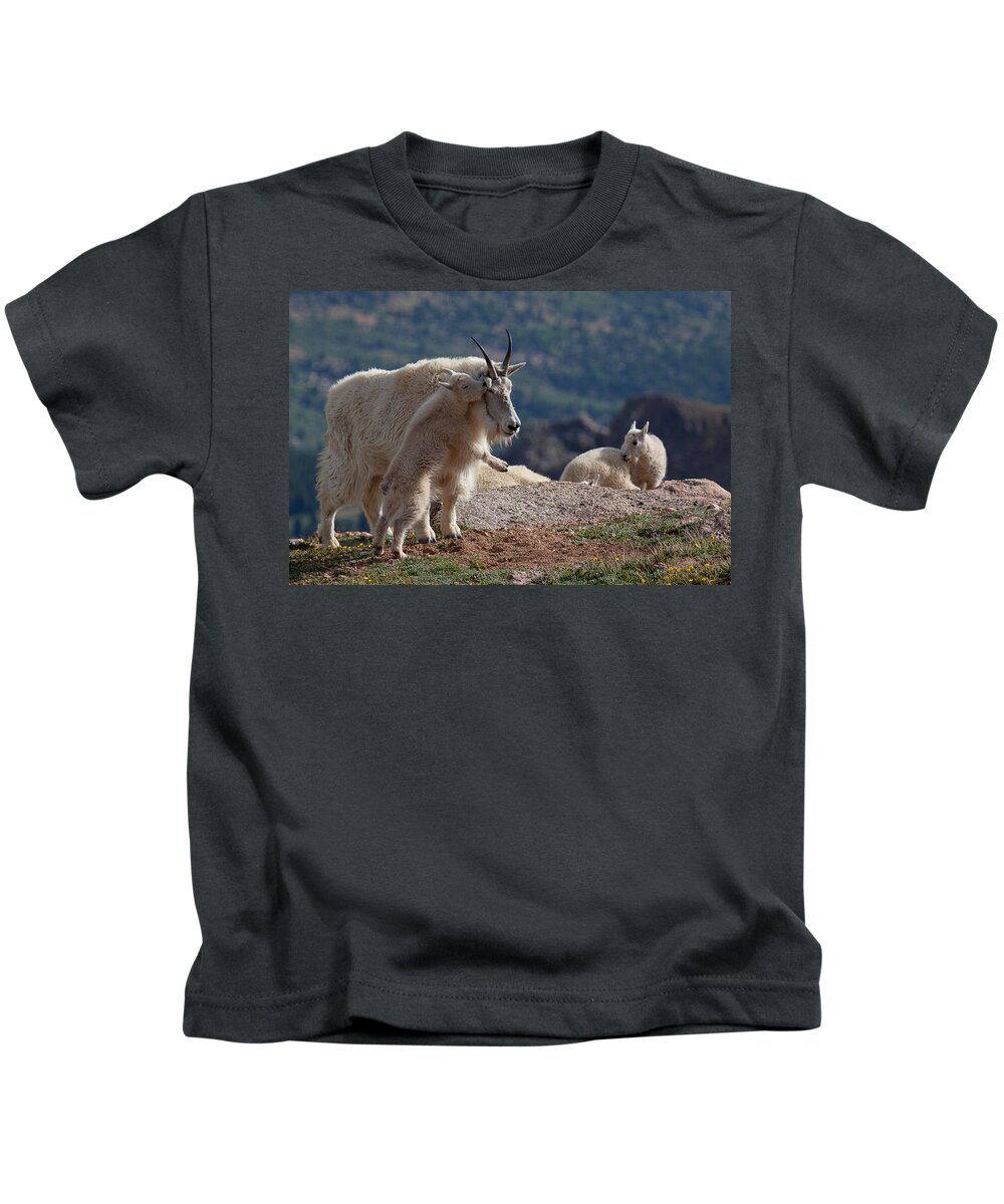 Mountain Goats; Posing; Group Photo; Baby Goat; Nature; Colorado; Crowd; Baby Goat; Mountain Goat Baby; Happy; Joy; Nature; Brothers Kids T-Shirt featuring the photograph XX's and OO's by Jim Garrison
