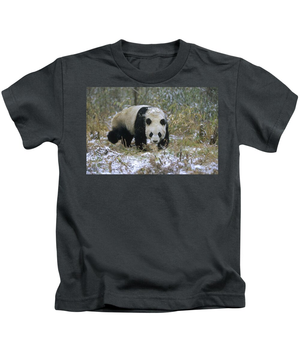 Mp Kids T-Shirt featuring the photograph Giant Panda Ailuropoda Melanoleuca #2 by Konrad Wothe