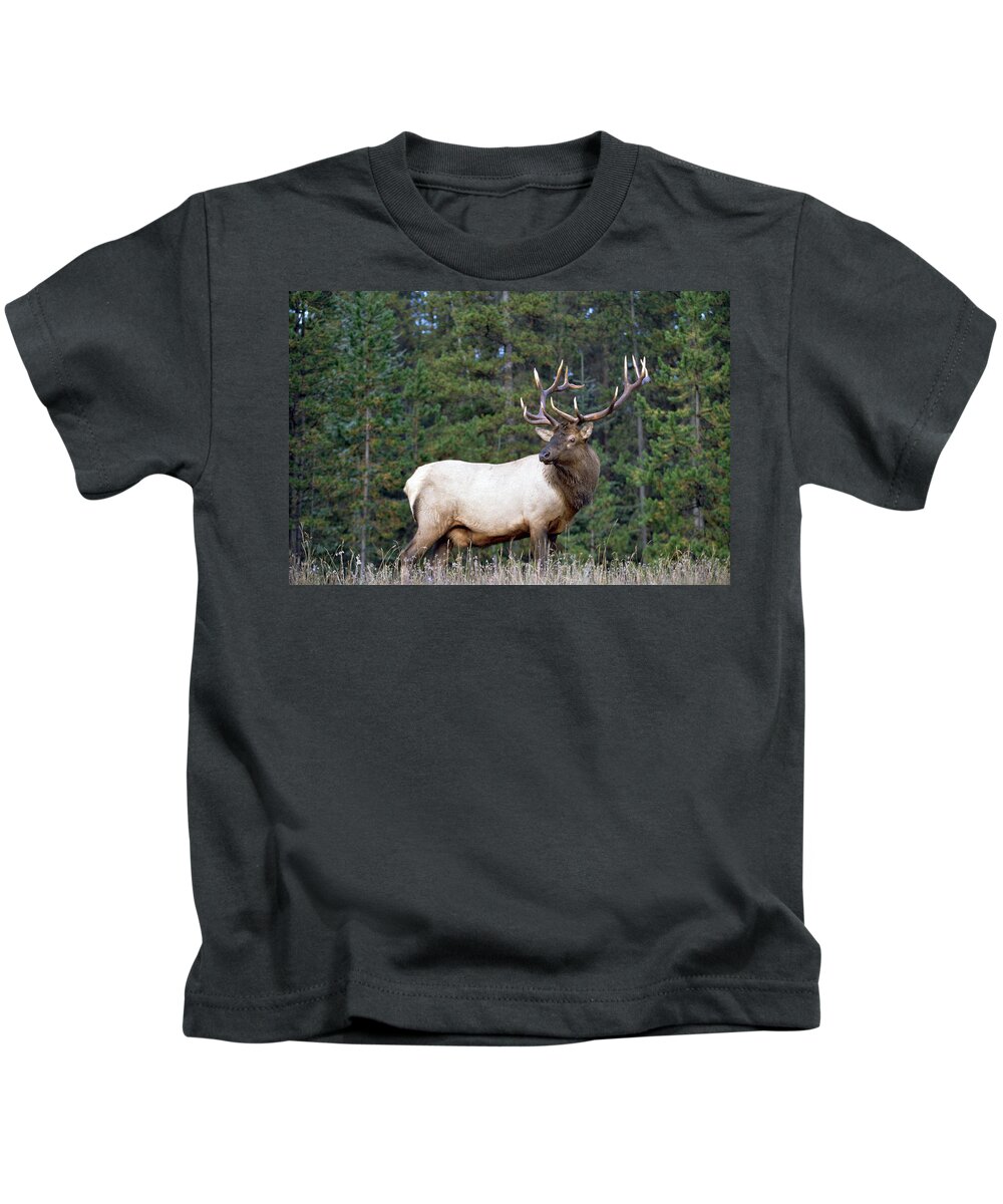 00172609 Kids T-Shirt featuring the photograph Elk Male Portrait North America by Tim Fitzharris
