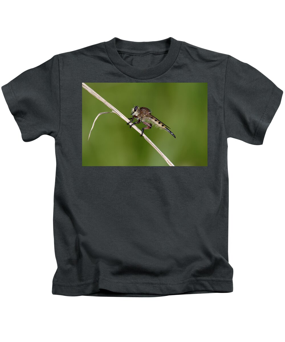 Nature Kids T-Shirt featuring the photograph Giant Robber Fly - Promachus hinei by Daniel Reed