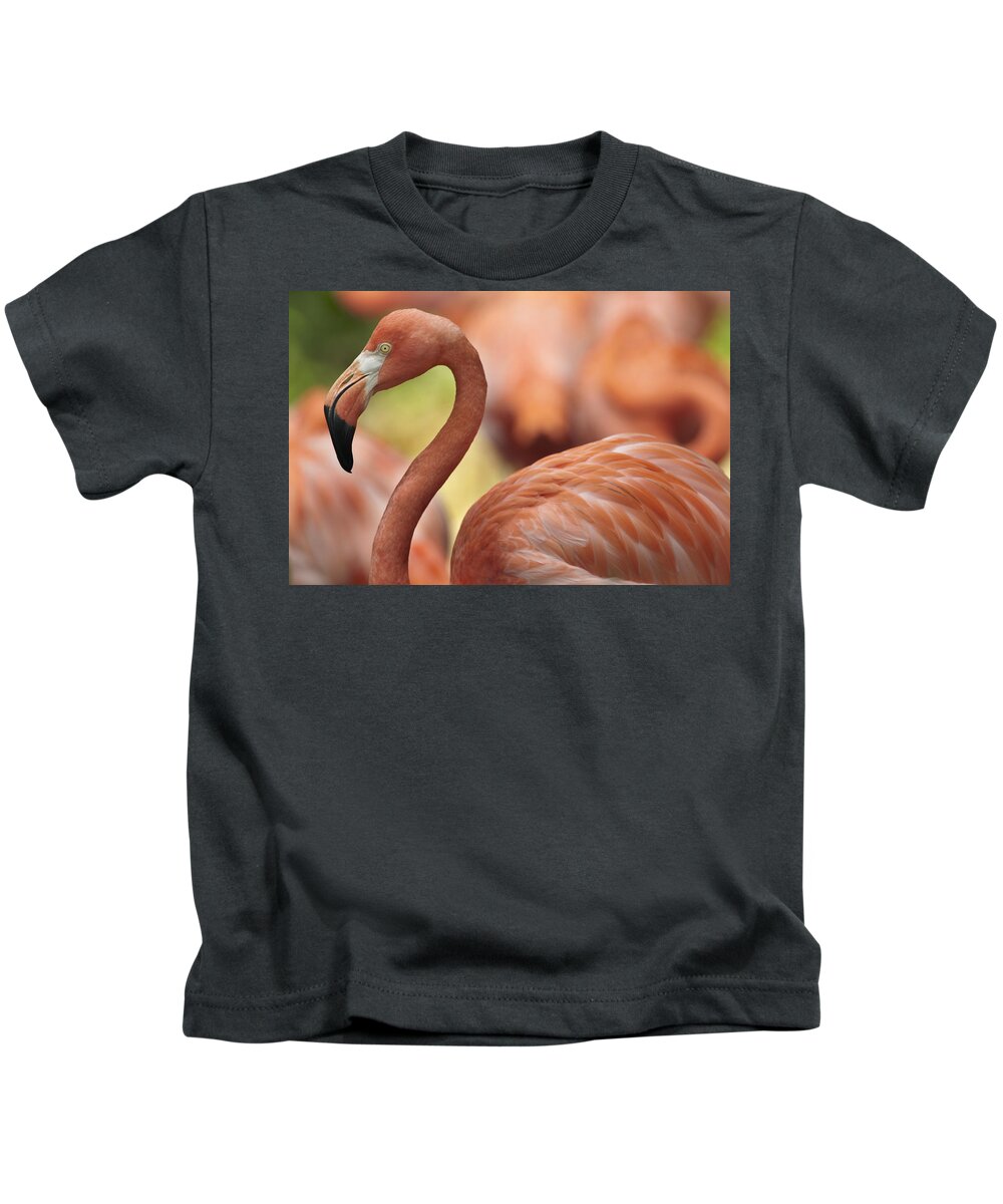 00486923 Kids T-Shirt featuring the photograph Greater Flamingo Jurong Bird Park by Tim Fitzharris
