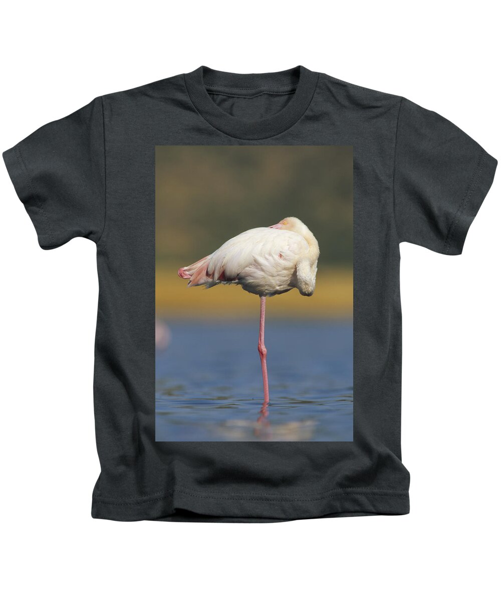 Mp Kids T-Shirt featuring the photograph Greater Flamingo Phoenicopterus Ruber by Tim Fitzharris