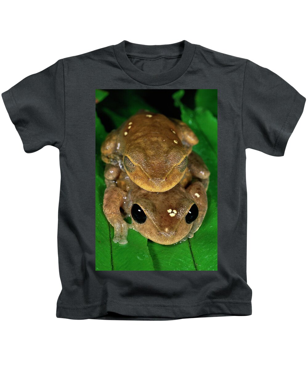 Mp Kids T-Shirt featuring the photograph Lacelid Frog Nyctimystes Dayi Pair by Michael & Patricia Fogden
