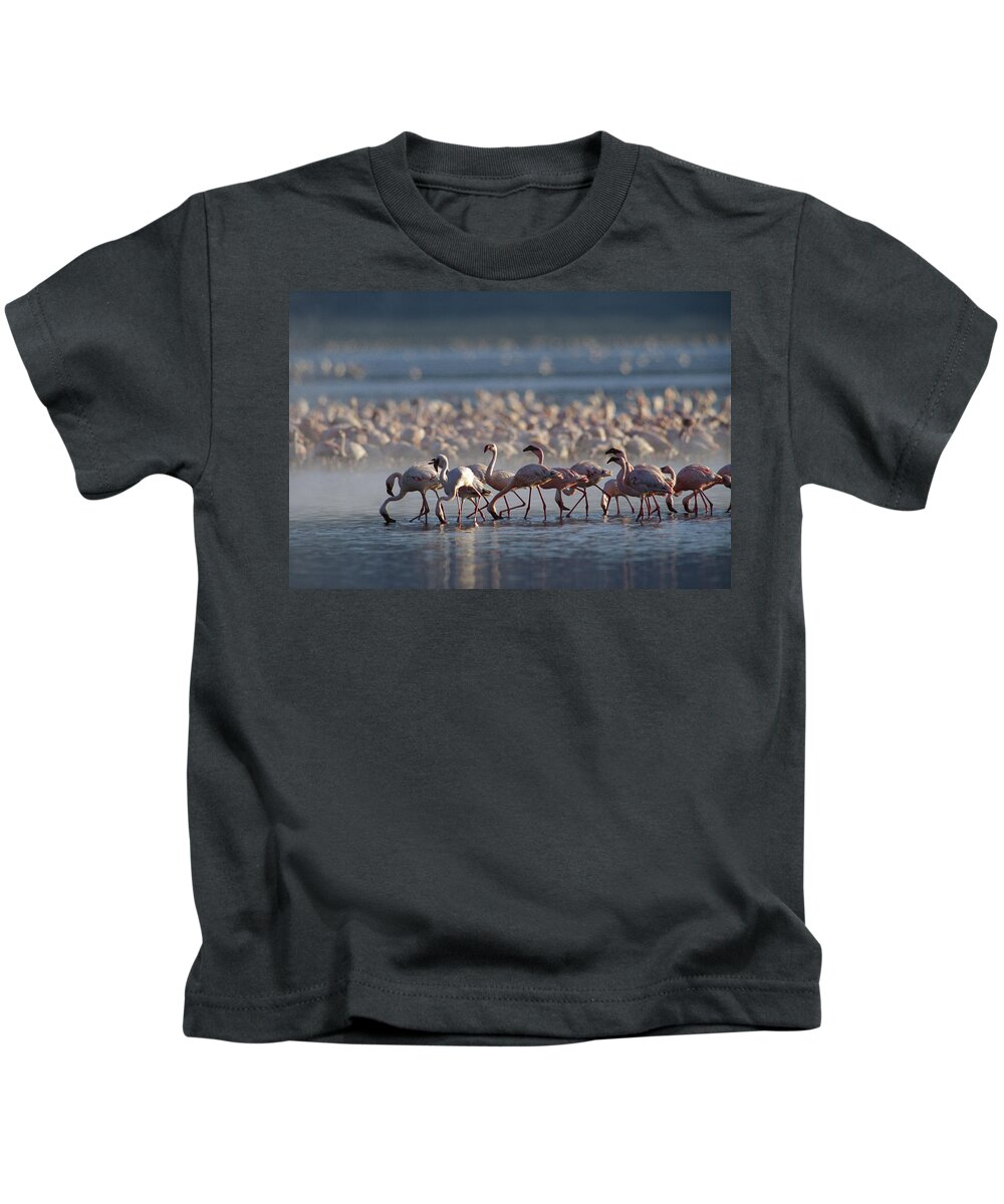 00172098 Kids T-Shirt featuring the photograph Lesser Flamingo Group Feeding Enmass by Tim Fitzharris