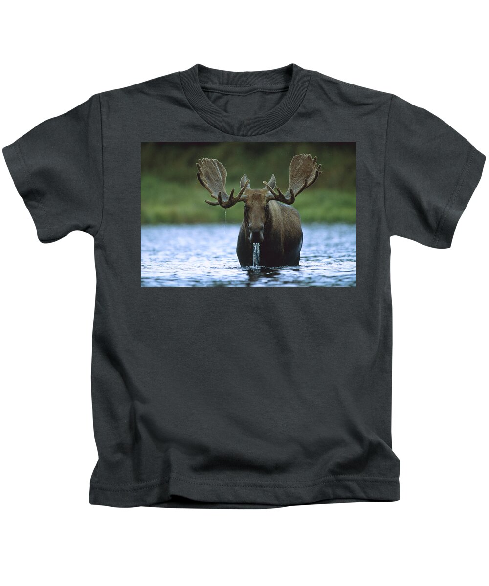 00172624 Kids T-Shirt featuring the photograph Moose Male Raising Its Head While by Tim Fitzharris