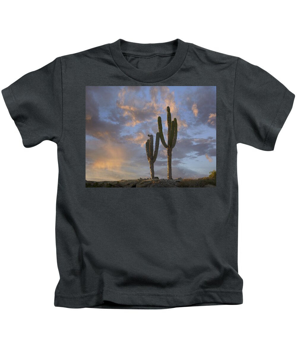 Mp Kids T-Shirt featuring the photograph Saguaro Carnegiea Gigantea Cacti, Cabo by Tim Fitzharris