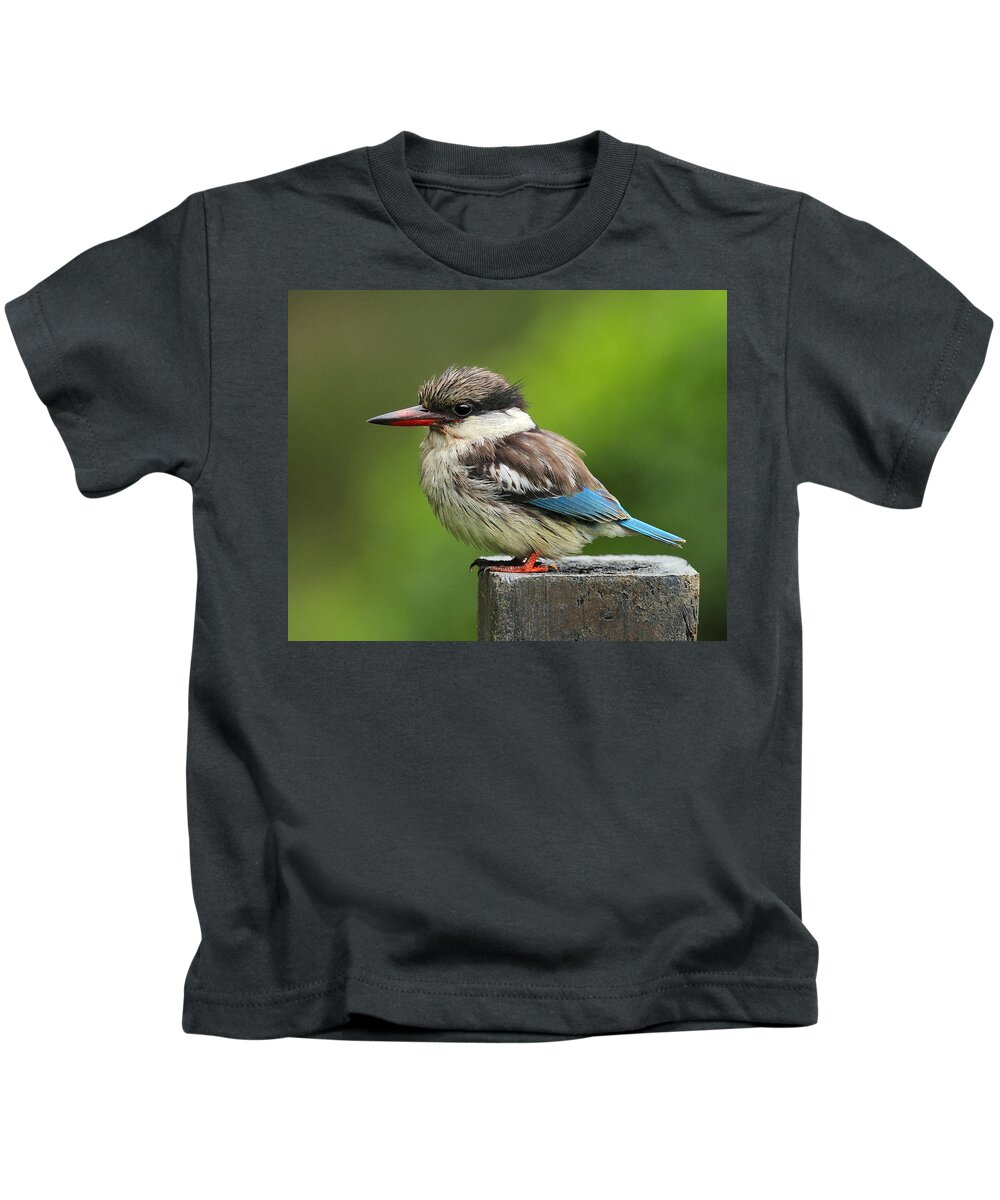 Striped Kingfisher Kids T-Shirt featuring the photograph Striped Kingfisher by Tony Beck