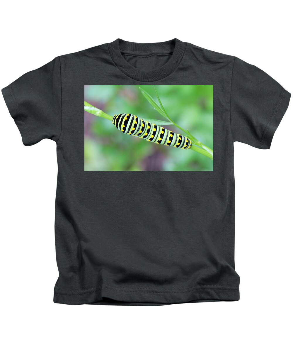 Papilio Polyxenes Kids T-Shirt featuring the photograph Swallowtail Caterpillar On Parsley by Daniel Reed
