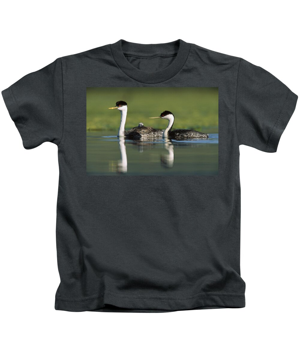 00171959 Kids T-Shirt featuring the photograph Western Grebe Couple With One Parent by Tim Fitzharris