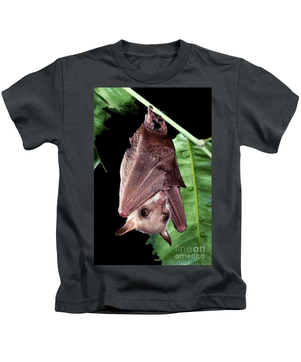 Northern Blossom Bat Kids T-Shirt featuring the photograph Northern Blossom Bat #1 by B. G. Thomson