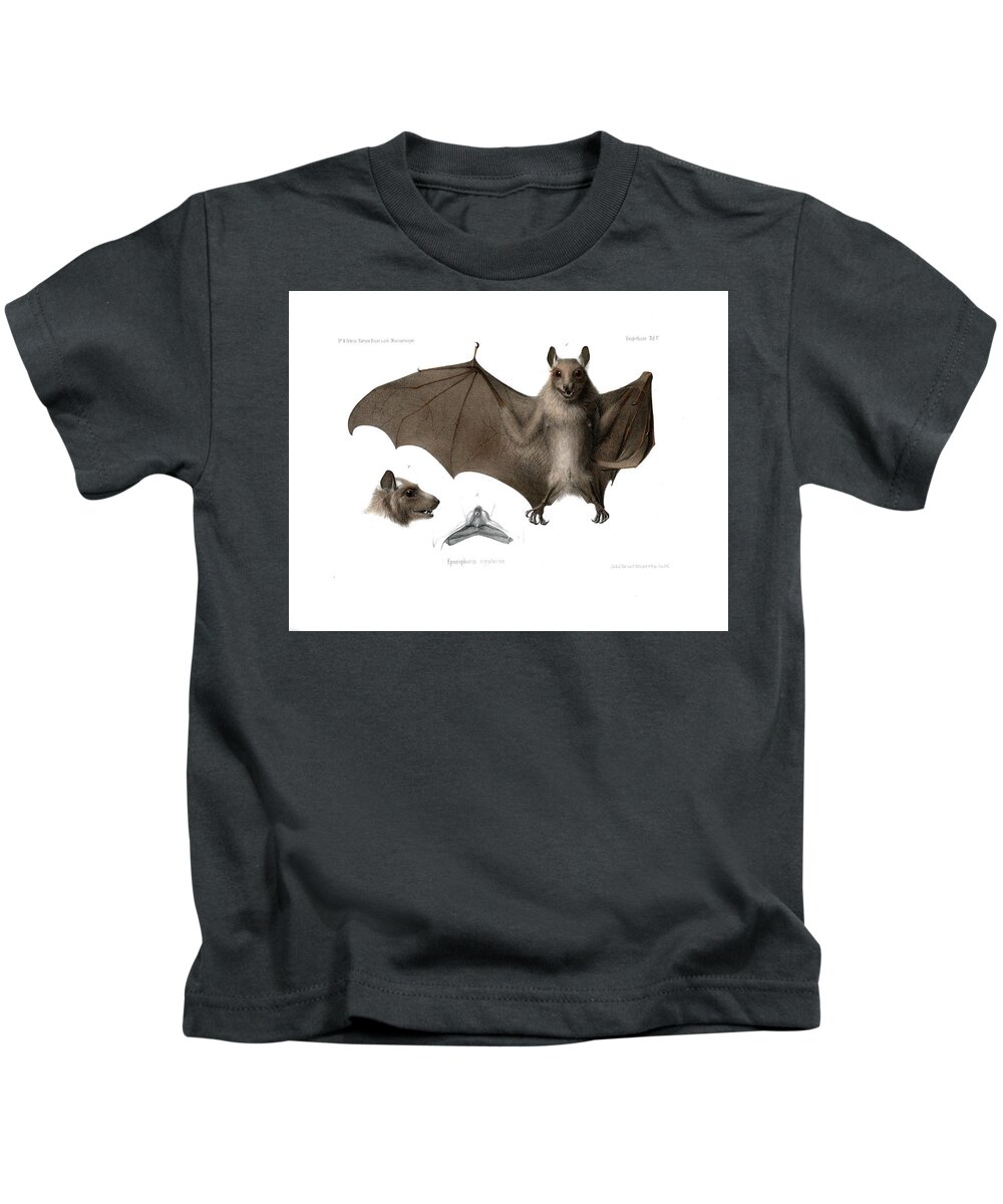 Peters's Epauletted Fruit Bat Kids T-Shirt featuring the drawing Peters's epauletted fruit bat #2 by Hugo Troschel