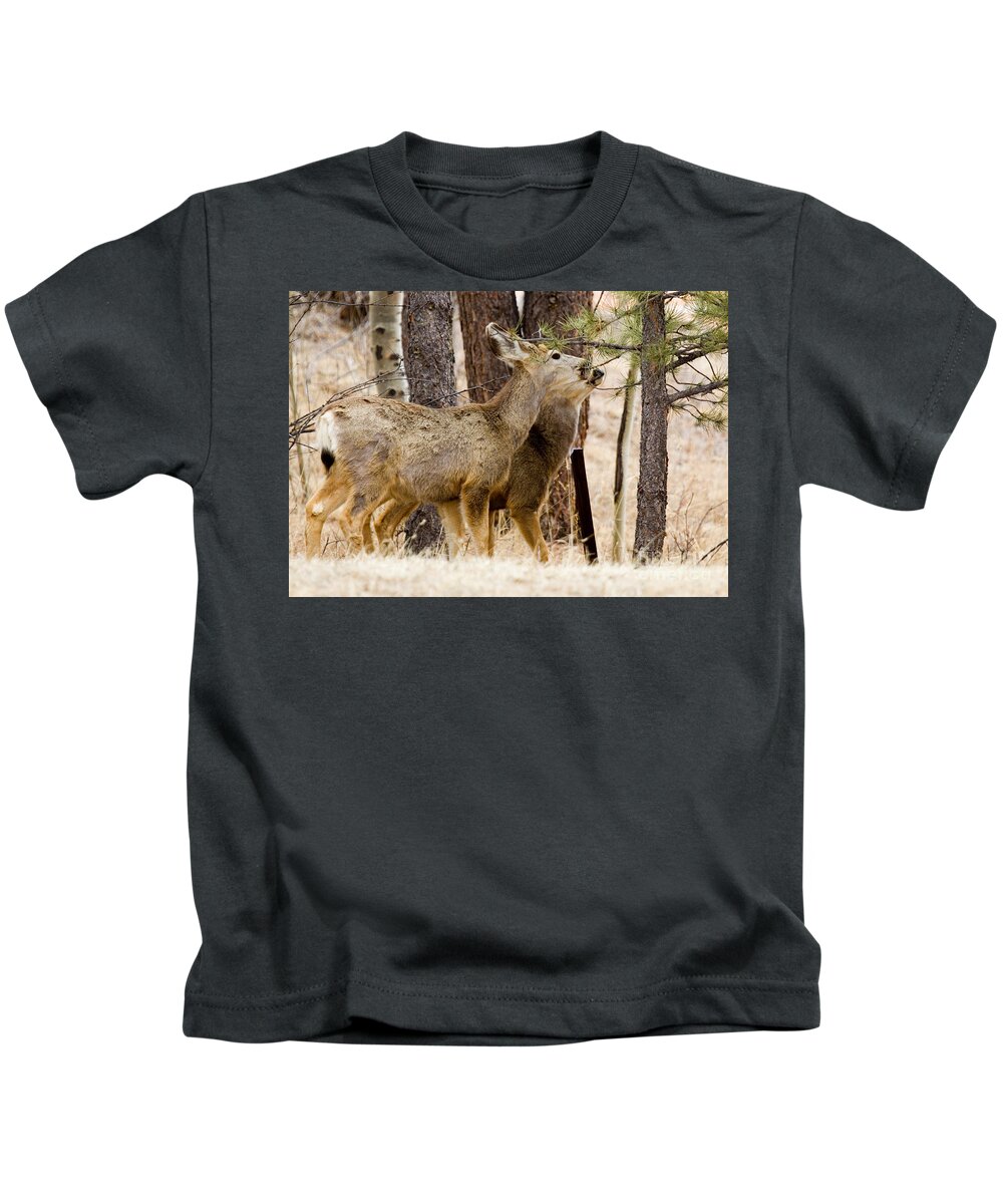 Animals Kids T-Shirt featuring the photograph Mule Deer in the Pike National Forest of Colorado #15 by Steven Krull