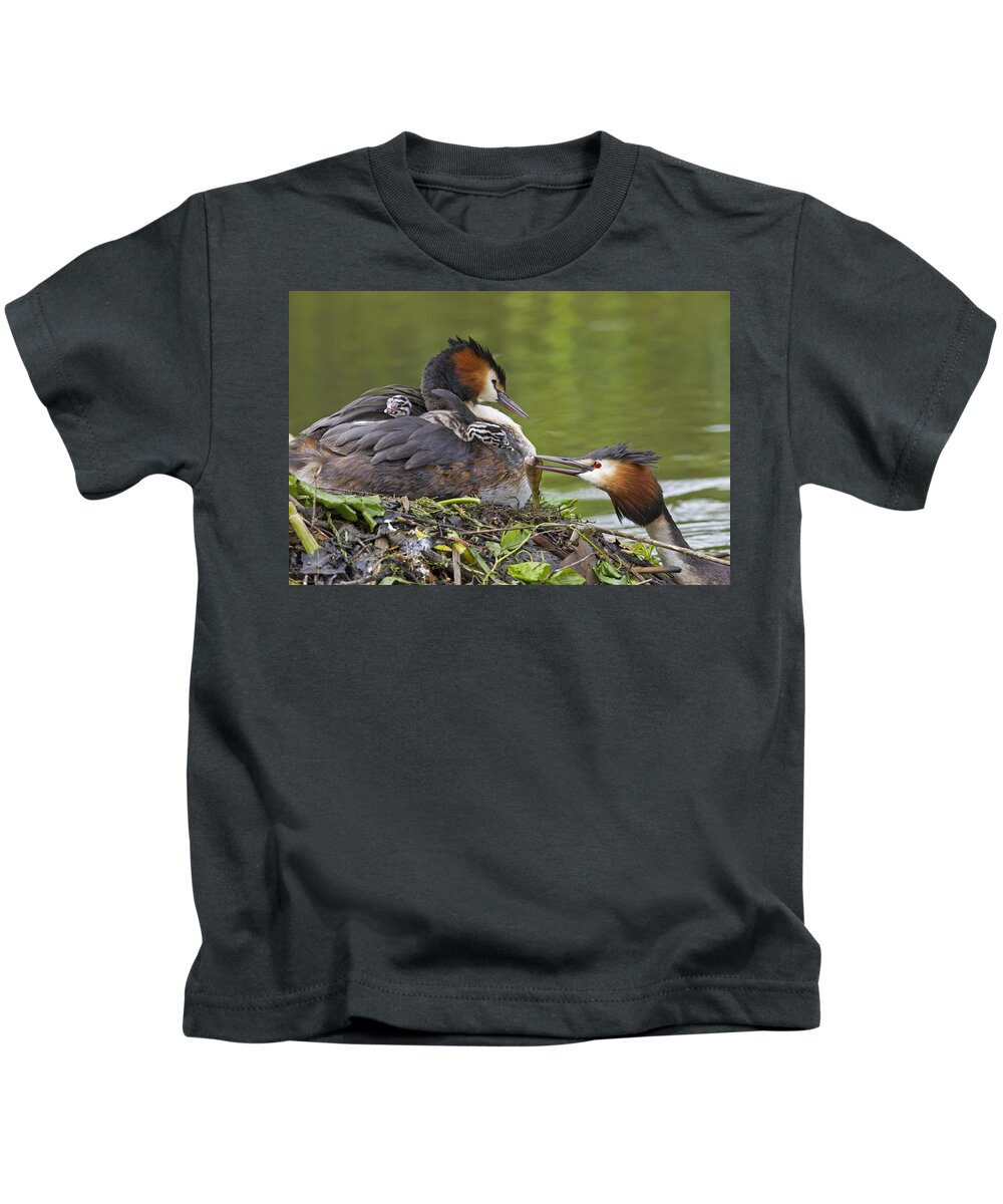Flpa Kids T-Shirt featuring the photograph Great Crested Grebes Feeding Chick #3 by Dickie Duckett