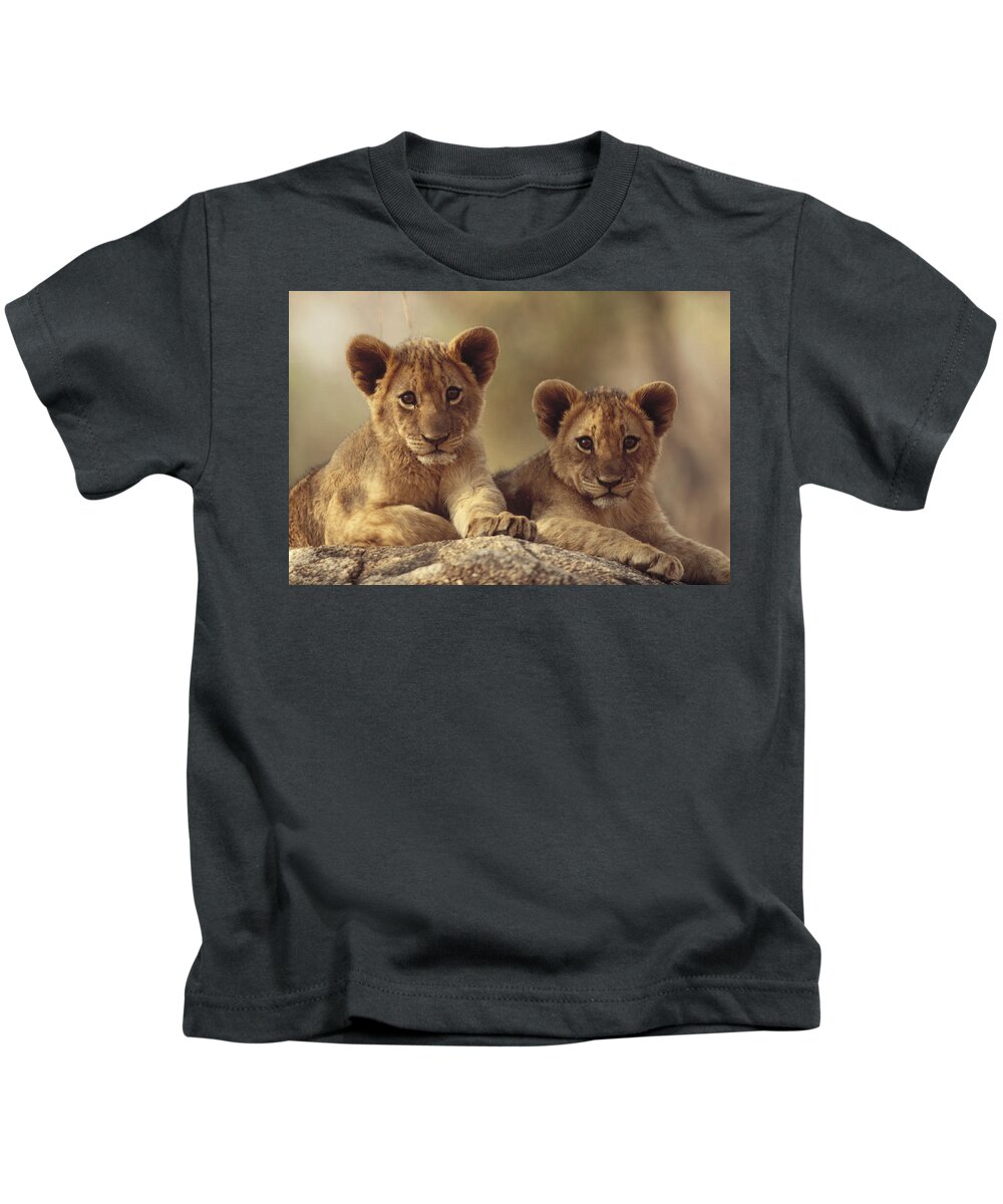 00171961 Kids T-Shirt featuring the photograph African Lion Cubs Resting On A Rock by Tim Fitzharris