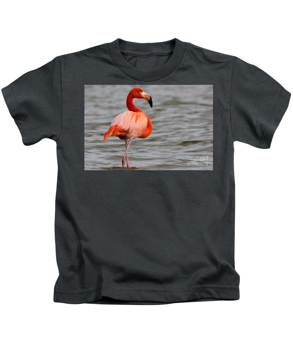 American Flamingo Kids T-Shirt featuring the photograph American Flamingo by Meg Rousher