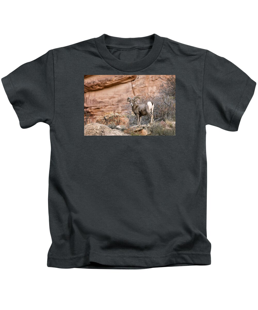 Bighorn Kids T-Shirt featuring the photograph Desert Bighorn by Denise Bush