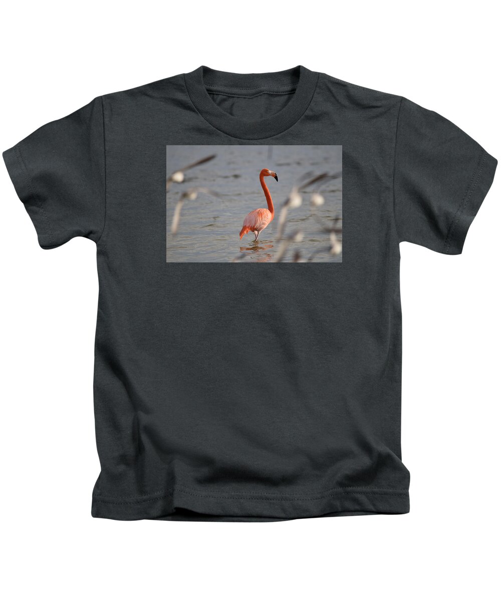 Flamingo Kids T-Shirt featuring the photograph Flamingo bombed by Gulls by Jim Bennight