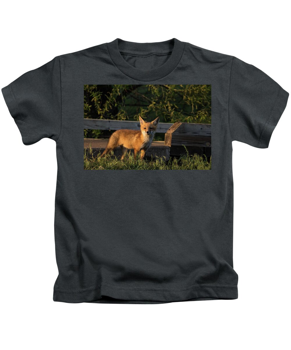 Jay Stockhaus Kids T-Shirt featuring the photograph Fox 2 by Jay Stockhaus