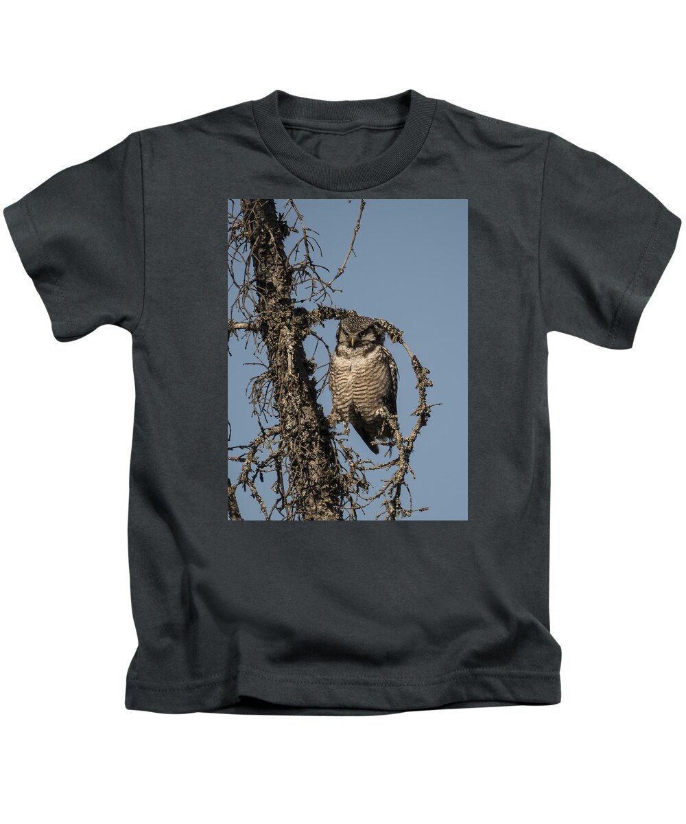 Alaska Kids T-Shirt featuring the photograph Hawk Owl Gaze by Ian Johnson