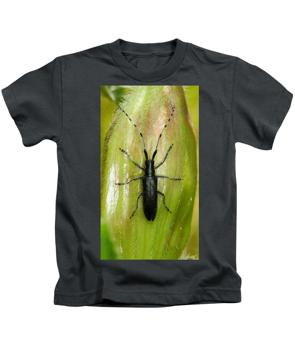 Longhorn Beetle Kids T-Shirt featuring the photograph Longhorn Beetle by Bob Kemp