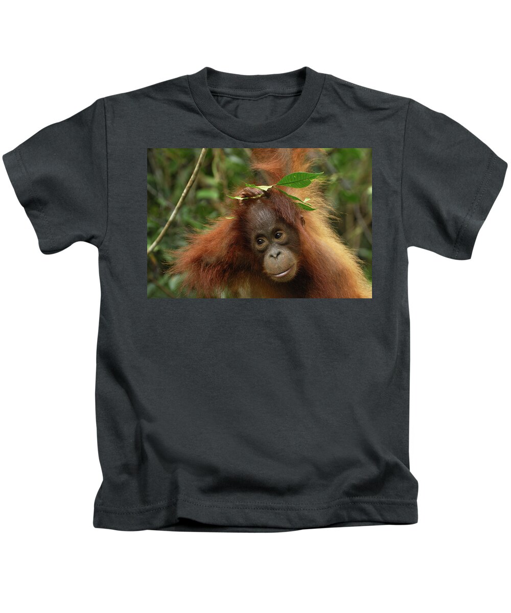 Mp Kids T-Shirt featuring the photograph Orangutan Pongo Pygmaeus Baby, Camp by Thomas Marent